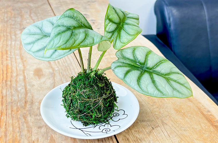 苔玉作り体験